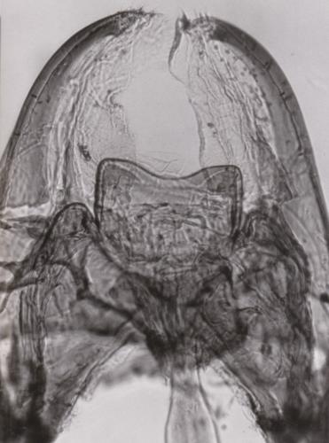 Microsaprinus gomyi